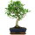 Ficus, Fig tree, Bonsai, 11 years, 48cm