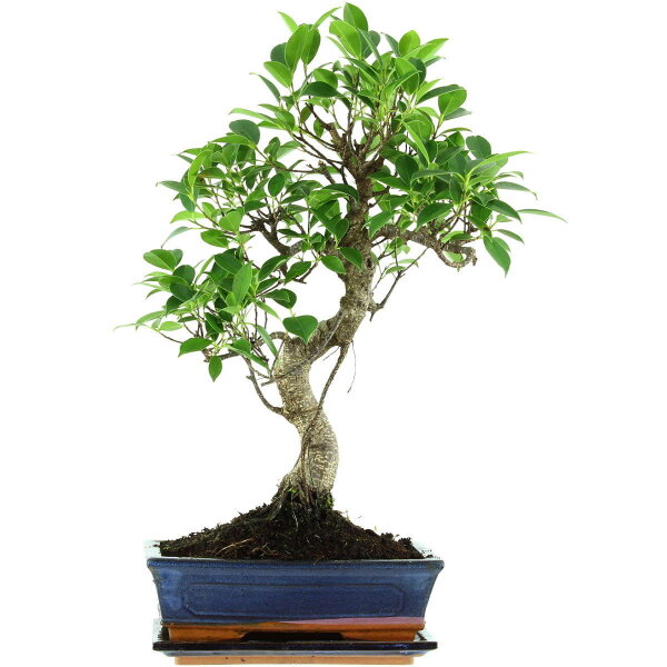 Banyanfeige, Bonsai, 11 Jahre, 52cm