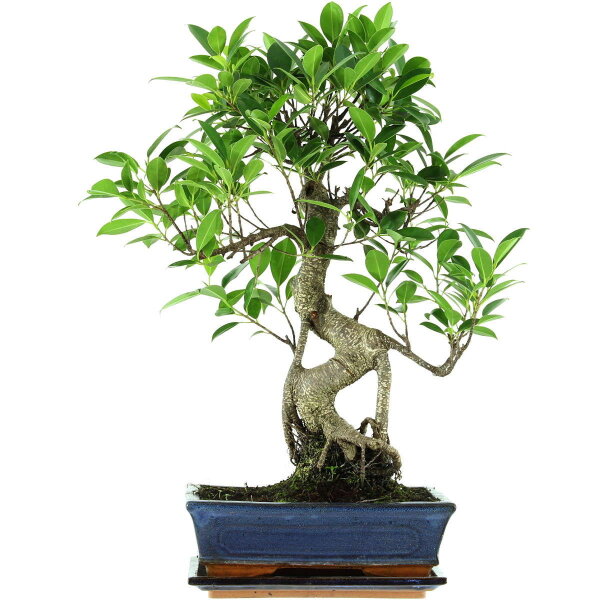 Ficus, Bonsai, 11 letnie, 53cm