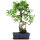 Fico, Ficus, Bonsai, 11 anni, 53cm