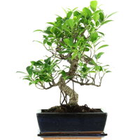 Ficus, Bonsai, 11 letnie, 44cm