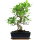 Ficus, Bonsai, 11 ans, 44cm