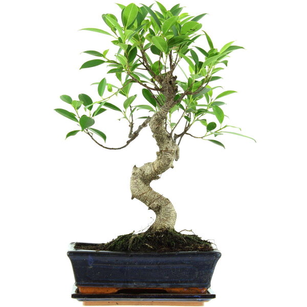 Ficus, Bonsai, 11 ans, 48cm