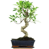 Banyanfeige, Bonsai, 11 Jahre, 48cm