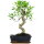 Fico, Ficus, Bonsai, 11 anni, 48cm