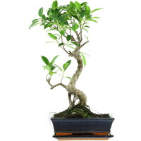 Fico, Ficus, Bonsai, 11 anni, 53cm