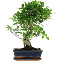 Ficus, Bonsai, 11 letnie, 48cm