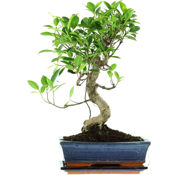 Banyanfeige, Bonsai, 11 Jahre, 46cm