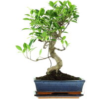 Ficus, Higuera de Banyan, Bonsai, 11 años, 46cm