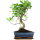 Ficus, Bonsai, 11 ans, 46cm