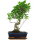 Ficus, Bonsai, 11 ans, 48cm