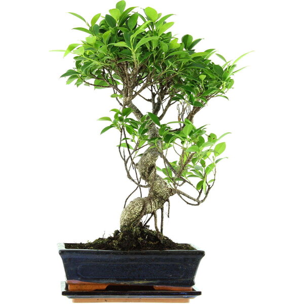 Banyanfeige, Bonsai, 11 Jahre, 49cm