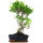 Ficus, Bonsai, 11 letnie, 49cm