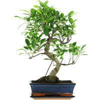 Ficus, Bonsai, 11 letnie, 50cm