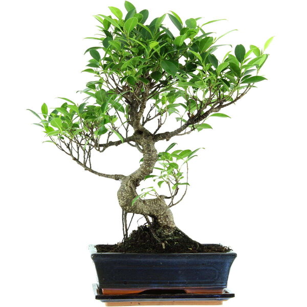 Banyanfeige, Bonsai, 11 Jahre, 50cm