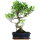 Fico, Ficus, Bonsai, 11 anni, 50cm