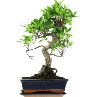 Ficus, Higuera de Banyan, Bonsai, 11 años, 48cm