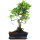 Fico, Ficus, Bonsai, 11 anni, 48cm