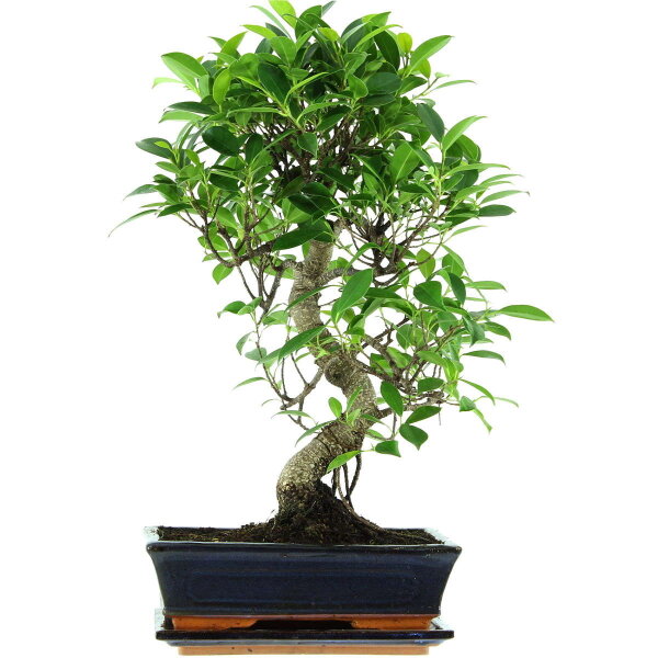 Ficus, Bonsai, 11 letnie, 52cm