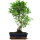 Ficus, Fig tree, Bonsai, 11 years, 52cm