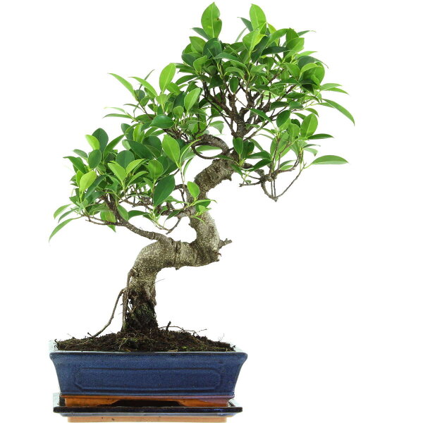 Ficus, Bonsai, 11 ans, 52cm