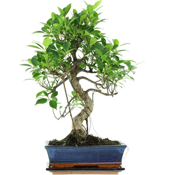 Ficus, Bonsai, 11 ans, 50cm