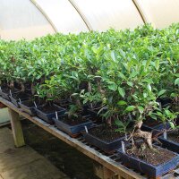 Ficus, Fig tree, Bonsai, 11 years, 50cm