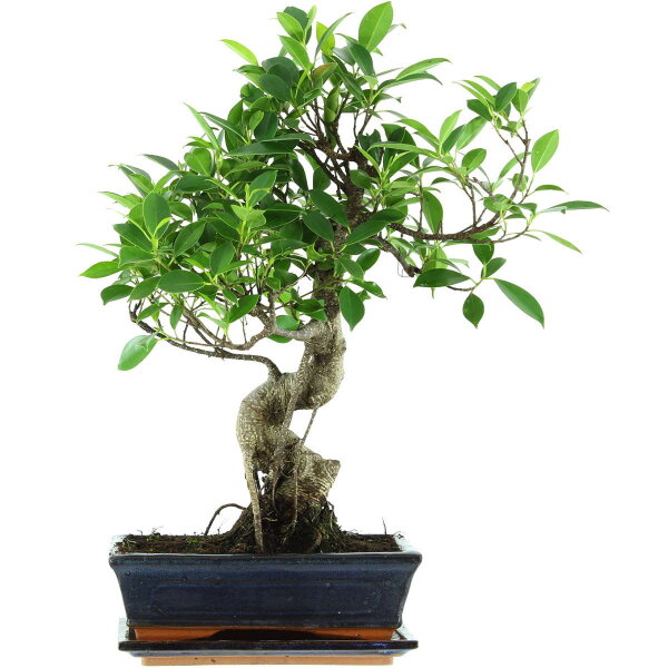 Banyanfeige, Bonsai, 11 Jahre, 52cm