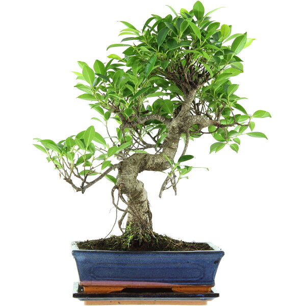 Banyanfeige, Bonsai, 11 Jahre, 47cm