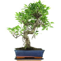 Fico, Ficus, Bonsai, 11 anni, 47cm