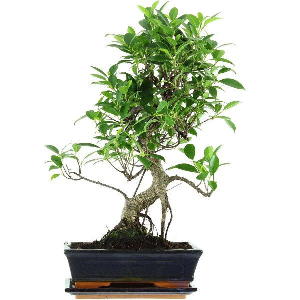 Banyanfeige, Bonsai, 11 Jahre, 53cm