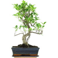 Banyanfeige, Bonsai, 11 Jahre, 49cm