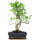 Ficus, Fig tree, Bonsai, 11 years, 49cm