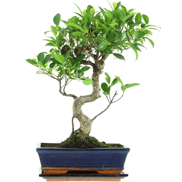 Ficus, Bonsai, 11 ans, 49cm