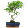 Ficus, Bonsai, 11 letnie, 49cm