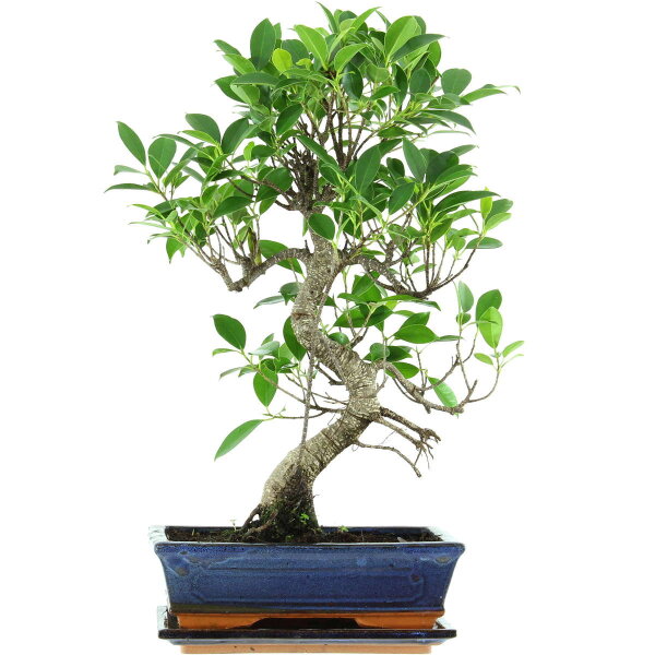 Ficus, Higuera de Banyan, Bonsai, 11 años, 50cm