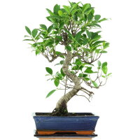 Ficus, Bonsai, 11 ans, 50cm