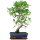 Ficus, Fig tree, Bonsai, 11 years, 50cm