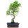 Ficus, Bonsai, 11 ans, 52cm