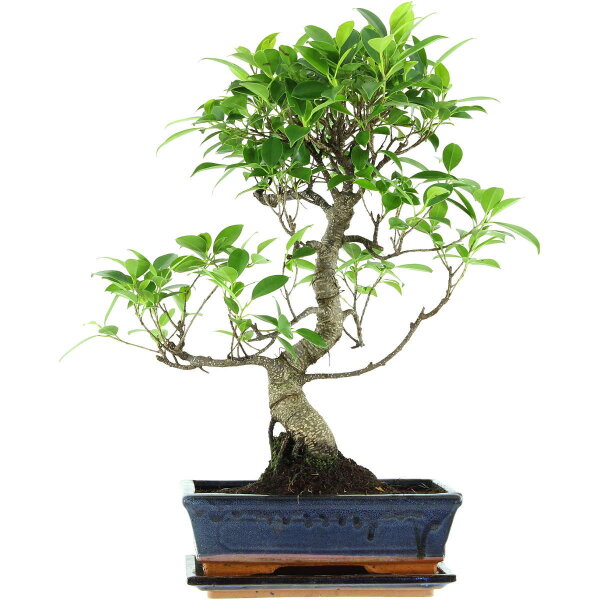 Banyanfeige, Bonsai, 11 Jahre, 50cm