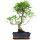 Ficus, Fig tree, Bonsai, 11 years, 50cm