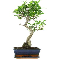 Ficus, Bonsai, 11 letnie, 53cm