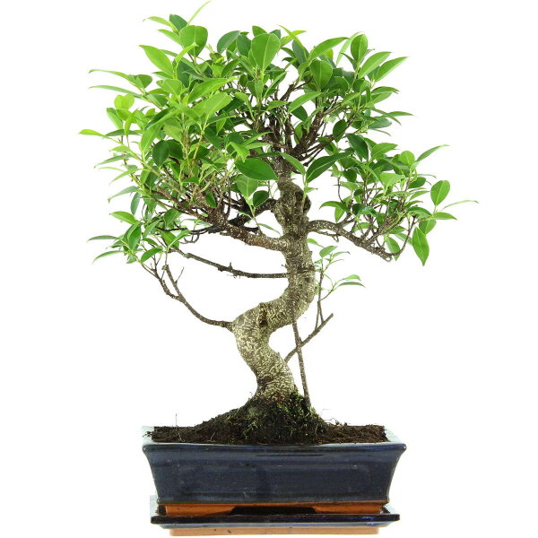 Ficus, Bonsai, 11 ans, 47cm