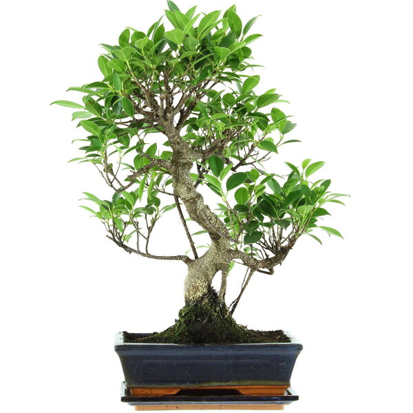 Fico, Ficus, Bonsai, 11 anni, 52cm