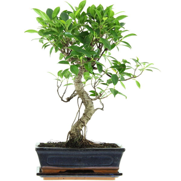 Fico, Ficus, Bonsai, 11 anni, 48cm