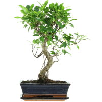 Ficus, Fig tree, Bonsai, 11 years, 48cm