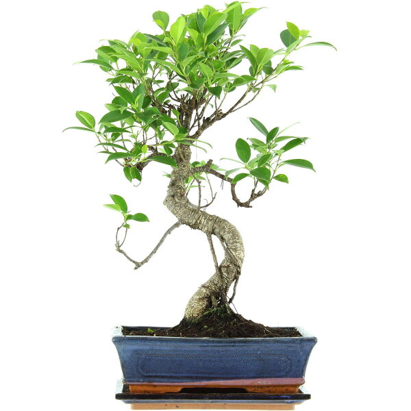 Ficus, Bonsai, 11 ans, 50cm