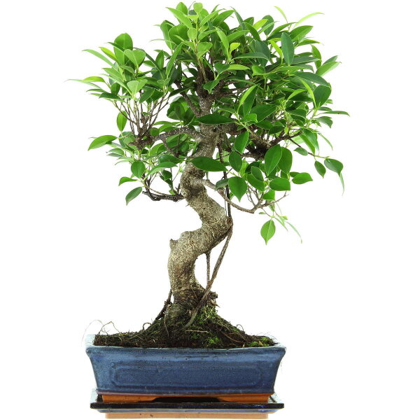 Ficus, Bonsai, 11 ans, 50cm