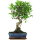 Ficus, Bonsai, 11 ans, 50cm