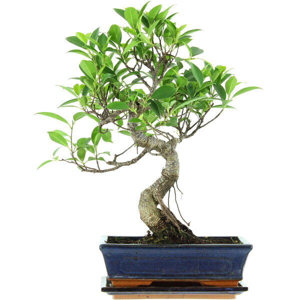 Banyanfeige, Bonsai, 11 Jahre, 46cm